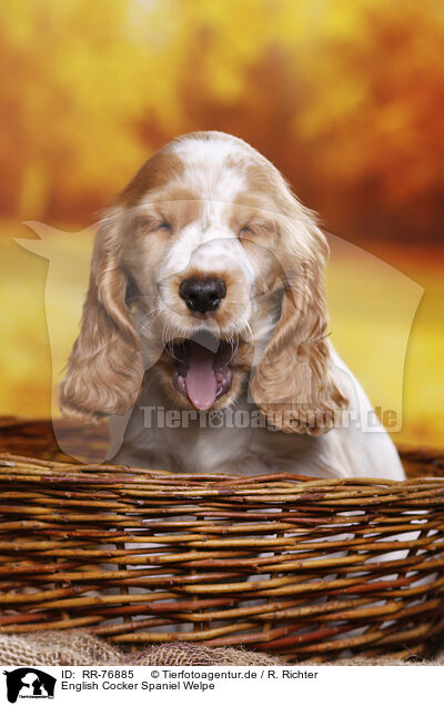 English Cocker Spaniel Welpe / RR-76885