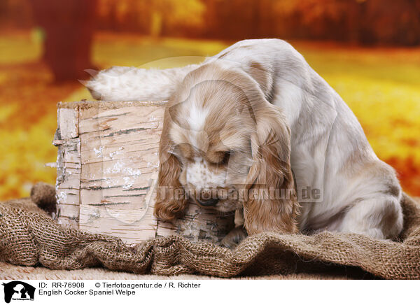English Cocker Spaniel Welpe / RR-76908