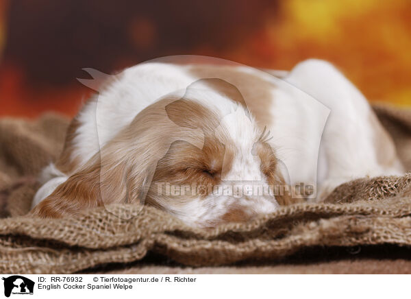 English Cocker Spaniel Welpe / English Cocker Spaniel puppy / RR-76932