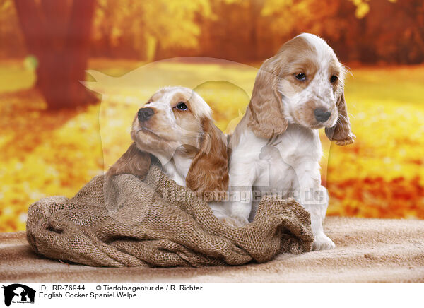 English Cocker Spaniel Welpe / English Cocker Spaniel puppy / RR-76944