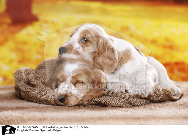 English Cocker Spaniel Welpe / English Cocker Spaniel puppy / RR-76945