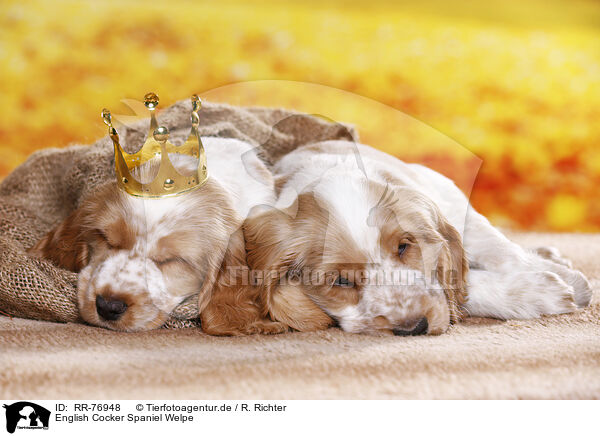English Cocker Spaniel Welpe / English Cocker Spaniel puppy / RR-76948