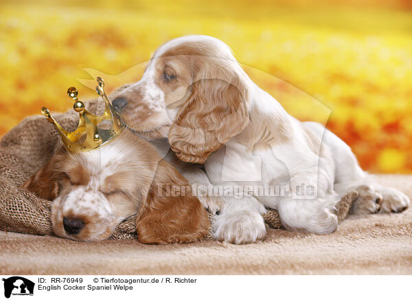English Cocker Spaniel Welpe / English Cocker Spaniel puppy / RR-76949
