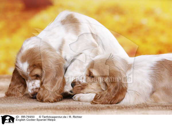 English Cocker Spaniel Welpe / English Cocker Spaniel puppy / RR-76950