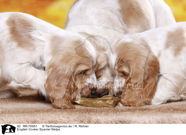 English Cocker Spaniel Welpe / English Cocker Spaniel puppy / RR-76951