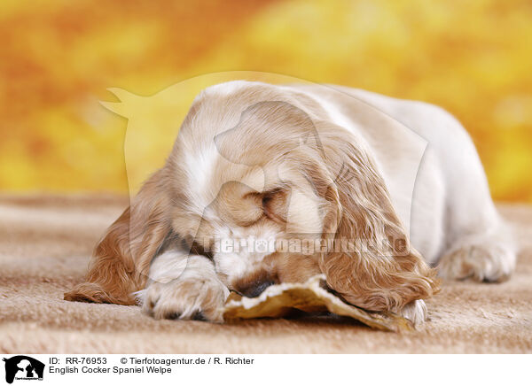 English Cocker Spaniel Welpe / English Cocker Spaniel puppy / RR-76953
