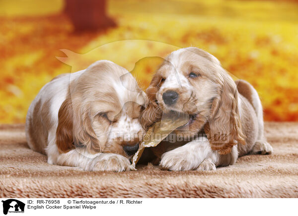 English Cocker Spaniel Welpe / English Cocker Spaniel puppy / RR-76958