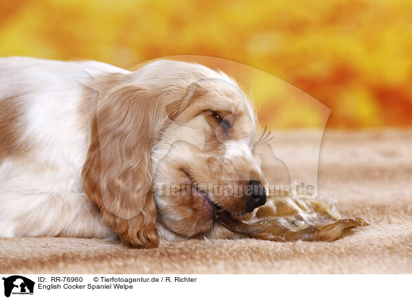 English Cocker Spaniel Welpe / English Cocker Spaniel puppy / RR-76960
