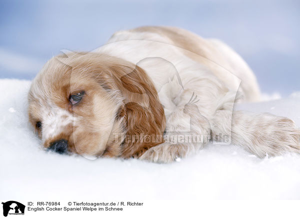 English Cocker Spaniel Welpe im Schnee / English Cocker Spaniel in snow / RR-76984