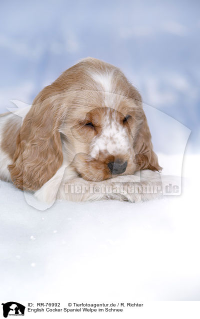 English Cocker Spaniel Welpe im Schnee / English Cocker Spaniel in snow / RR-76992