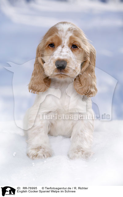 English Cocker Spaniel Welpe im Schnee / English Cocker Spaniel in snow / RR-76995
