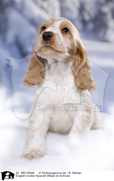 English Cocker Spaniel Welpe im Schnee / English Cocker Spaniel in snow / RR-76998