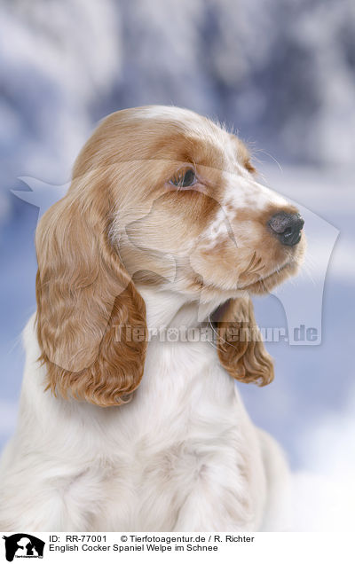 English Cocker Spaniel Welpe im Schnee / English Cocker Spaniel in snow / RR-77001
