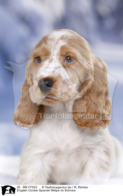 English Cocker Spaniel Welpe im Schnee / English Cocker Spaniel in snow / RR-77002