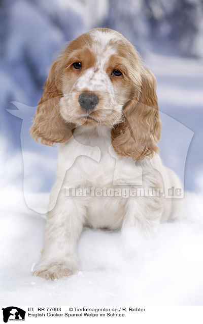 English Cocker Spaniel Welpe im Schnee / English Cocker Spaniel in snow / RR-77003
