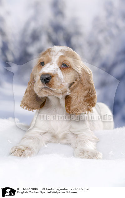 English Cocker Spaniel Welpe im Schnee / English Cocker Spaniel in snow / RR-77006
