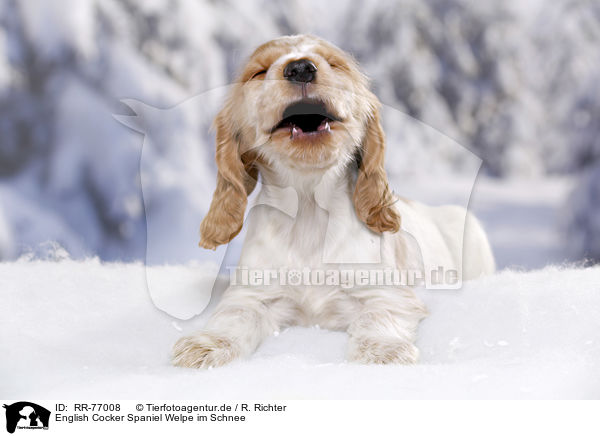 English Cocker Spaniel Welpe im Schnee / English Cocker Spaniel in snow / RR-77008