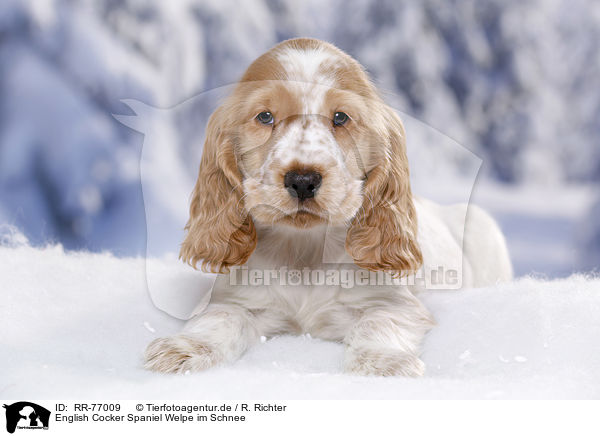 English Cocker Spaniel Welpe im Schnee / English Cocker Spaniel in snow / RR-77009