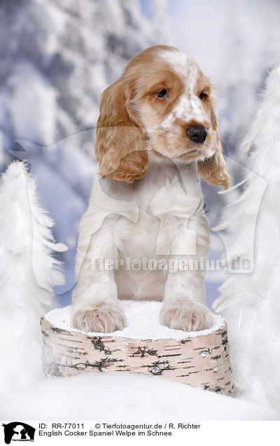 English Cocker Spaniel Welpe im Schnee / English Cocker Spaniel in snow / RR-77011