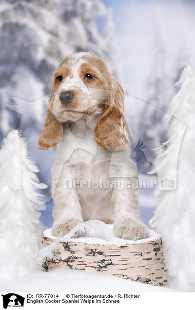 English Cocker Spaniel Welpe im Schnee / English Cocker Spaniel in snow / RR-77014