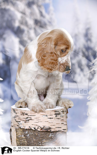 English Cocker Spaniel Welpe im Schnee / English Cocker Spaniel in snow / RR-77016