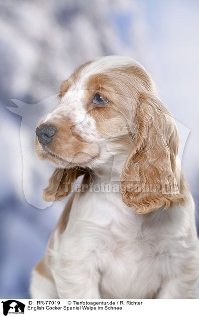 English Cocker Spaniel Welpe im Schnee / English Cocker Spaniel in snow / RR-77019