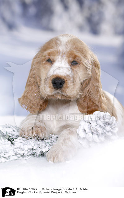 English Cocker Spaniel Welpe im Schnee / English Cocker Spaniel in snow / RR-77027