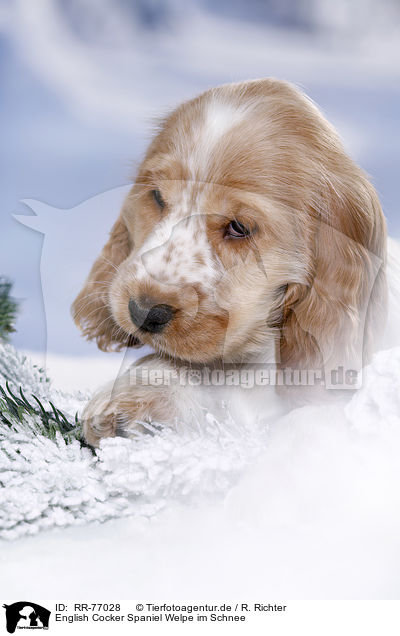 English Cocker Spaniel Welpe im Schnee / English Cocker Spaniel in snow / RR-77028