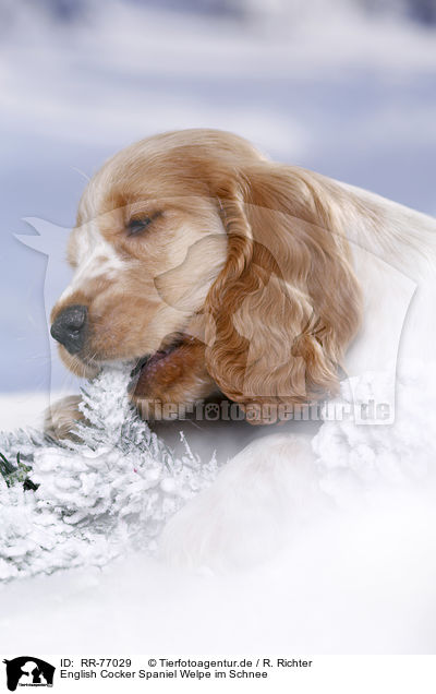 English Cocker Spaniel Welpe im Schnee / RR-77029