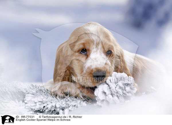 English Cocker Spaniel Welpe im Schnee / RR-77031