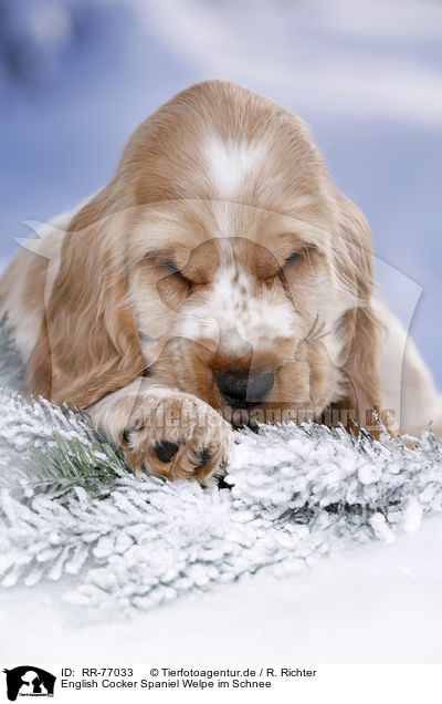 English Cocker Spaniel Welpe im Schnee / English Cocker Spaniel in snow / RR-77033