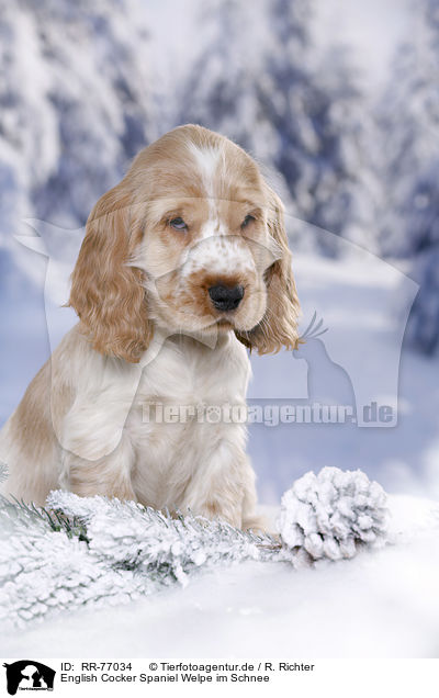 English Cocker Spaniel Welpe im Schnee / English Cocker Spaniel in snow / RR-77034