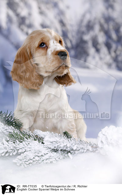 English Cocker Spaniel Welpe im Schnee / RR-77035