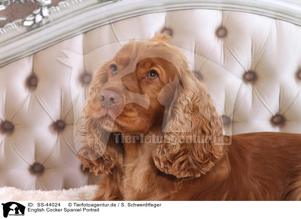 English Cocker Spaniel Portrait / SS-44024
