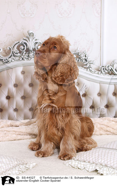 sitzender English Cocker Spaniel / sitting English Cocker Spaniel / SS-44027