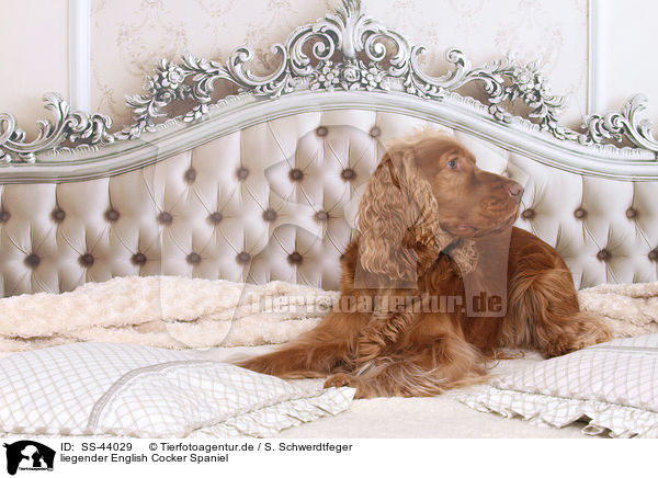 liegender English Cocker Spaniel / SS-44029