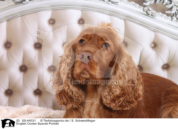 English Cocker Spaniel Portrait / SS-44031