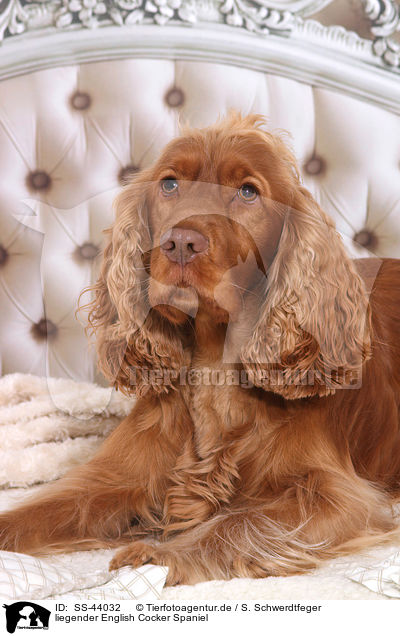liegender English Cocker Spaniel / SS-44032