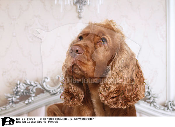 English Cocker Spaniel Portrait / SS-44036