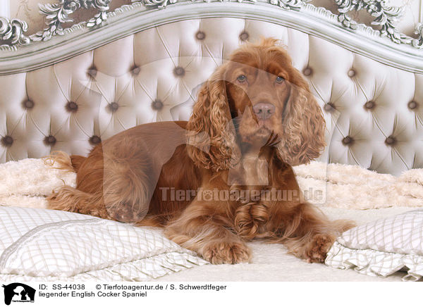 liegender English Cocker Spaniel / lying English Cocker Spaniel / SS-44038