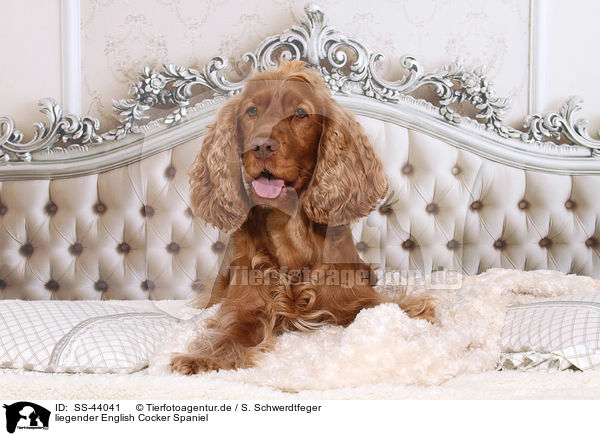 liegender English Cocker Spaniel / SS-44041