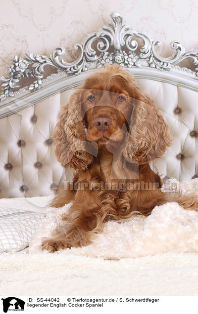 liegender English Cocker Spaniel / SS-44042