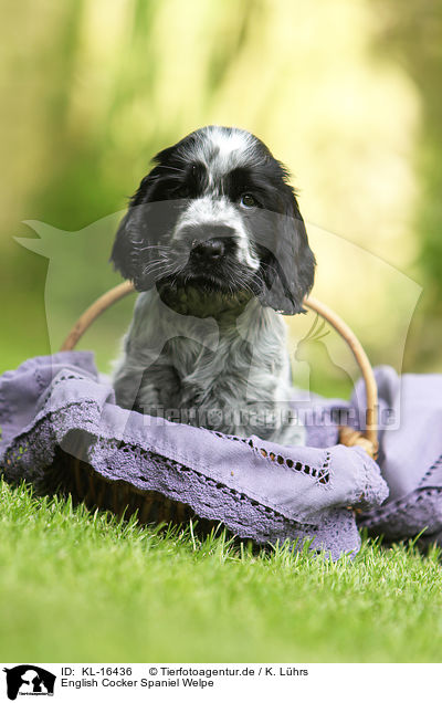 English Cocker Spaniel Welpe / KL-16436