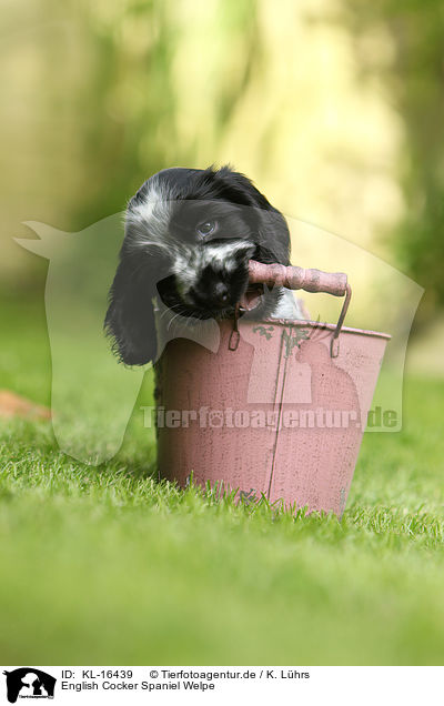 English Cocker Spaniel Welpe / KL-16439