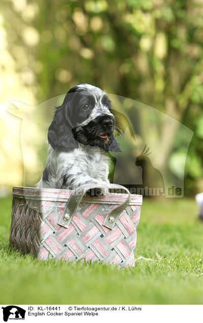 English Cocker Spaniel Welpe / KL-16441