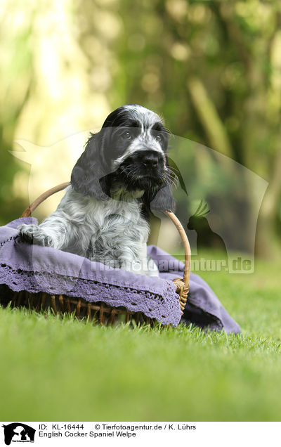 English Cocker Spaniel Welpe / KL-16444