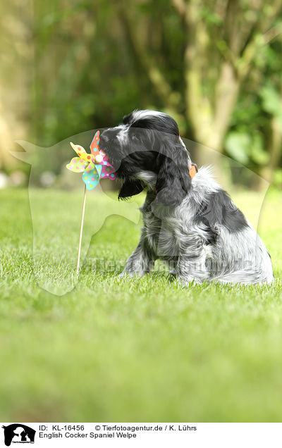English Cocker Spaniel Welpe / English Cocker Spaniel Puppy / KL-16456