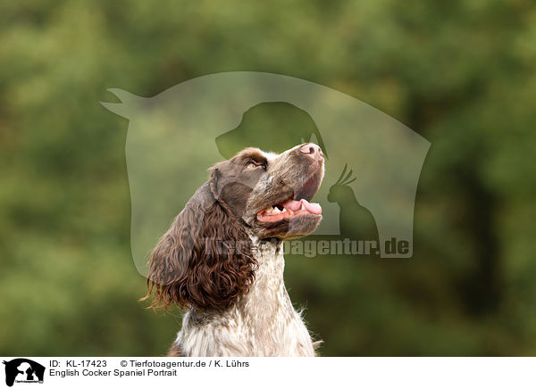 English Cocker Spaniel Portrait / KL-17423