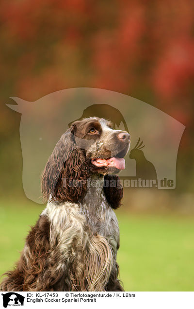 English Cocker Spaniel Portrait / KL-17453