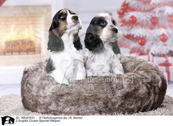 2 English Cocker Spaniel Welpen / 2 English Cocker Spaniel Puppies / RR-87631